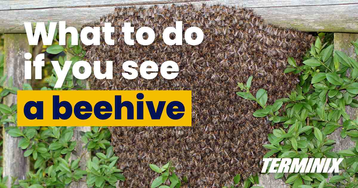 What do you do if you see a beehive