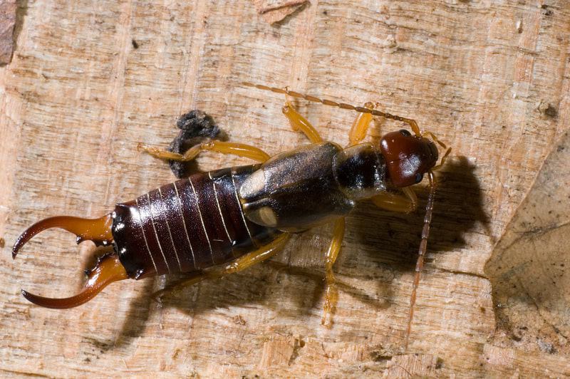 Earwig