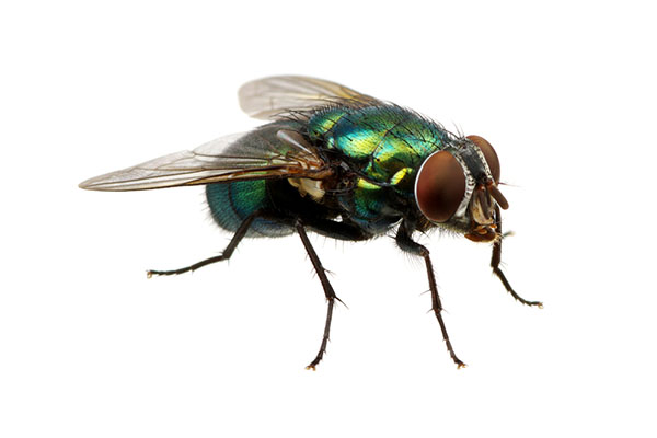 Close up of house fly
