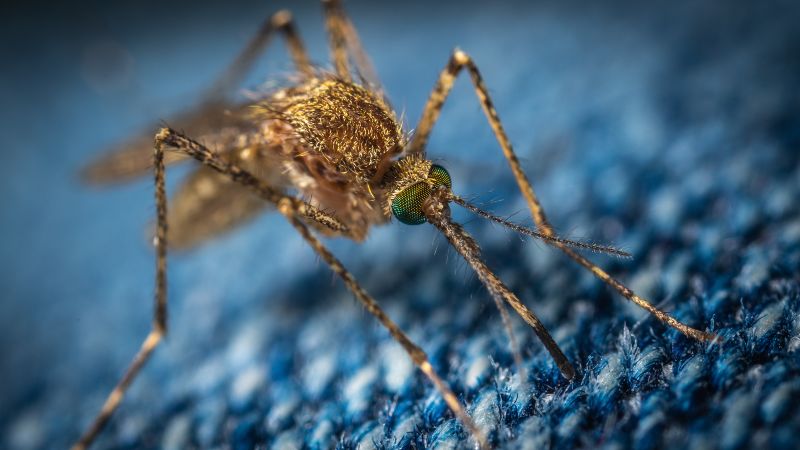 large mosquito