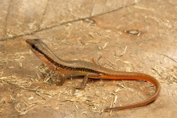 lizard