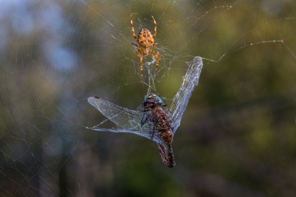 spider nest