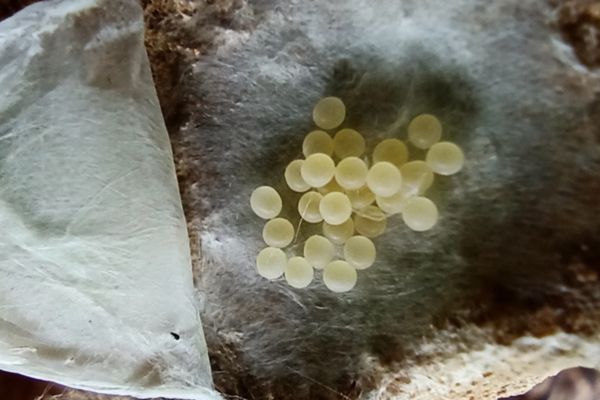 spider eggs