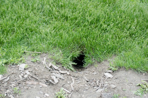 skunk hole in yard