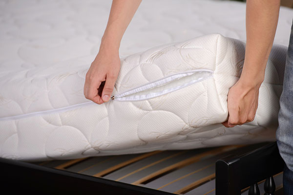 bed bug trap
