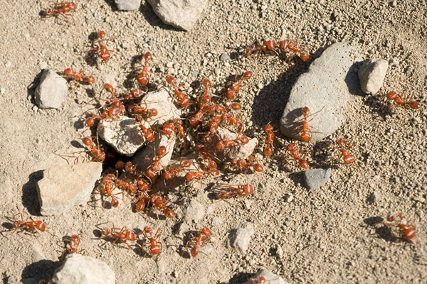 ants