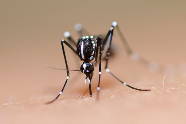 mosquito