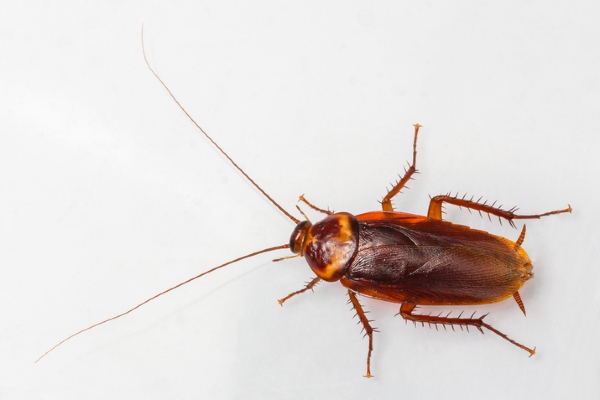 American cockroach