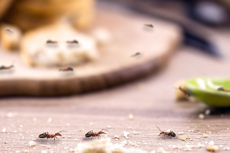 ants