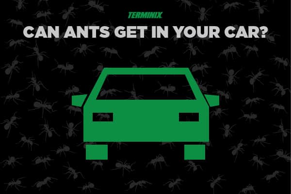 ants-in-car