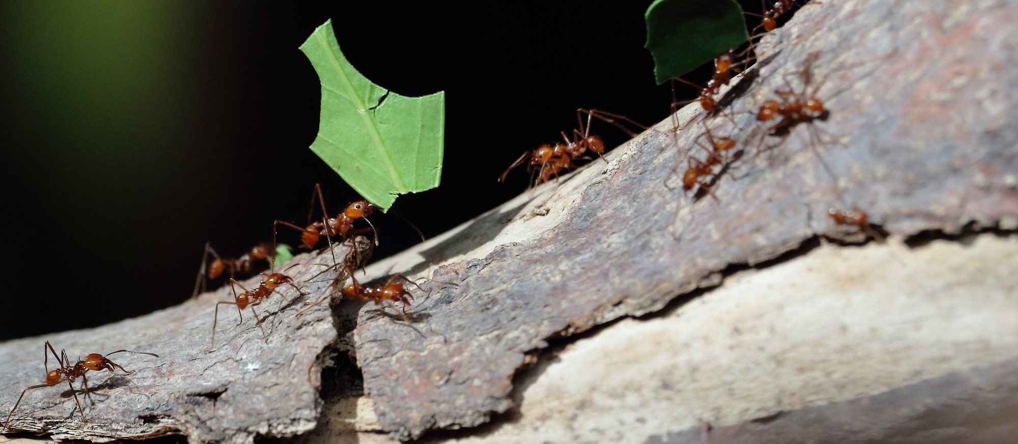 ants-working-feature