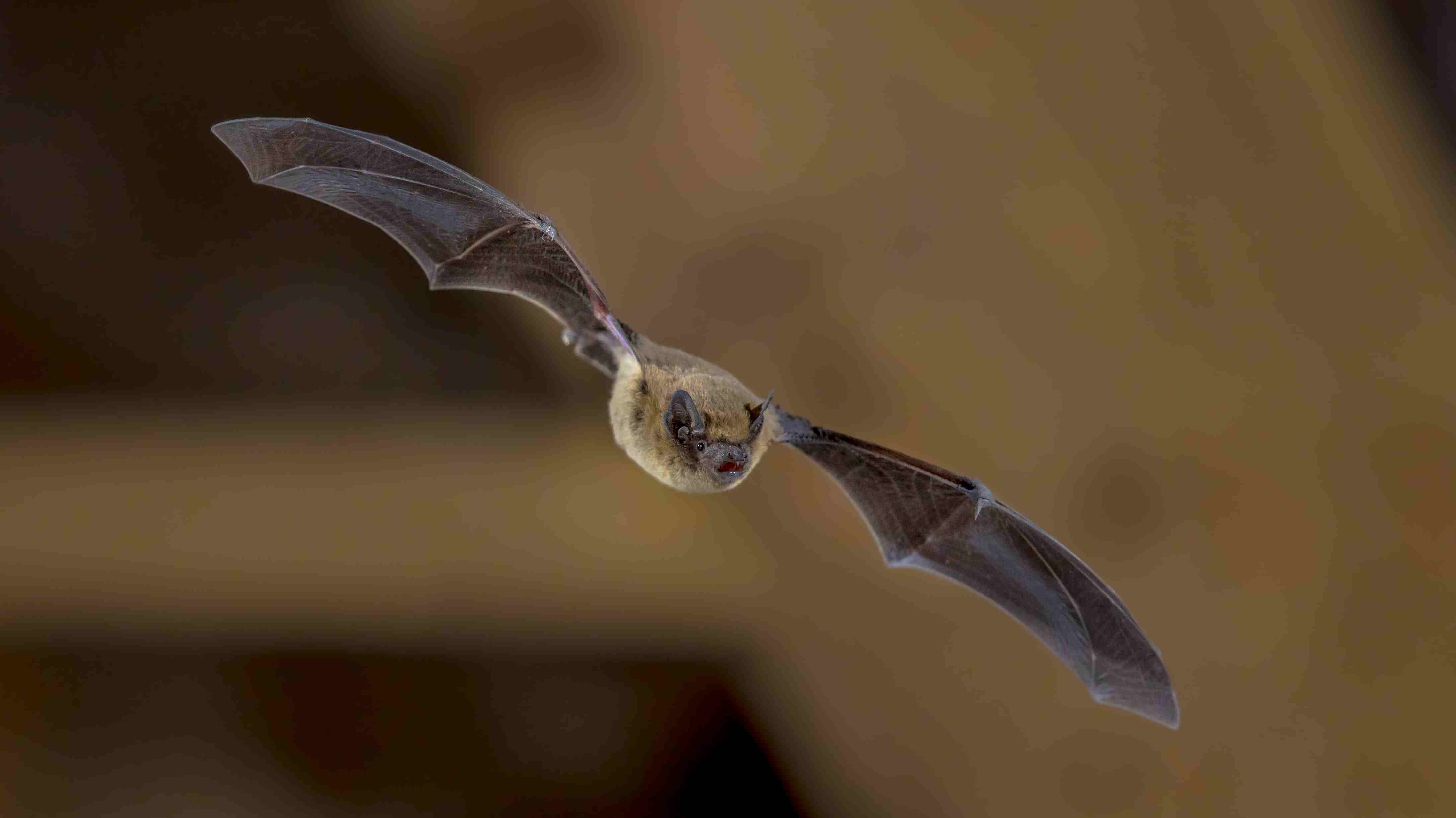 are-bats-mammals