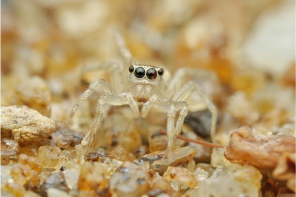 beach jumping spider