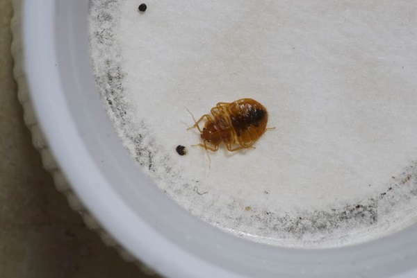 Bed bug detector