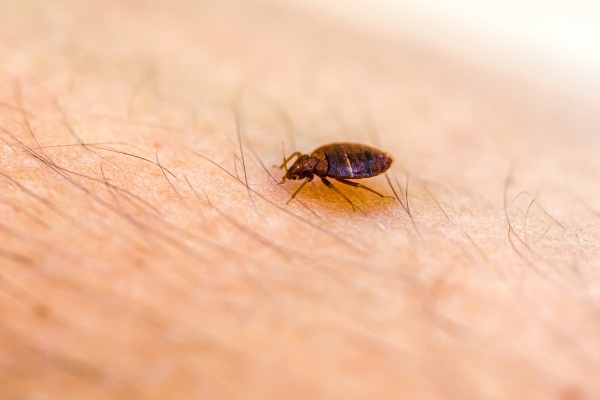 bed bug on host