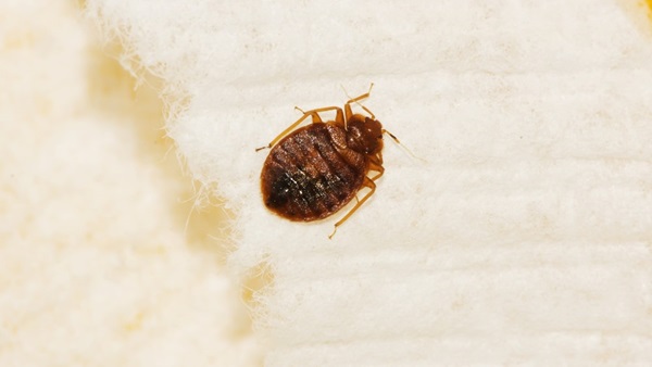 bed bug close up on white background
