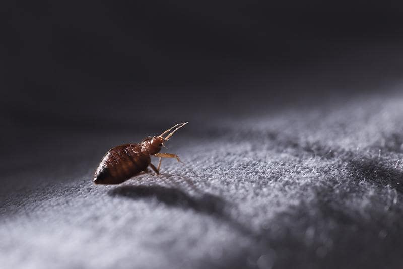 bed-bugs-and-travelers