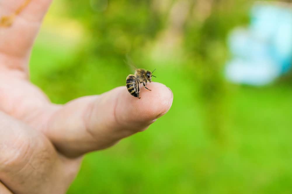bee-sting