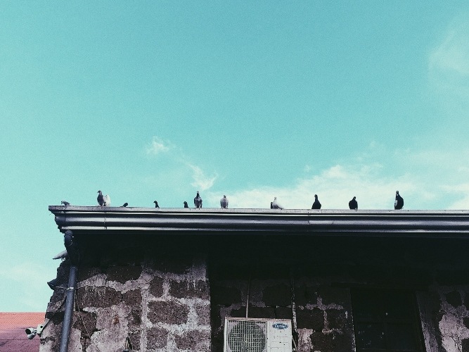 birds perching on roof