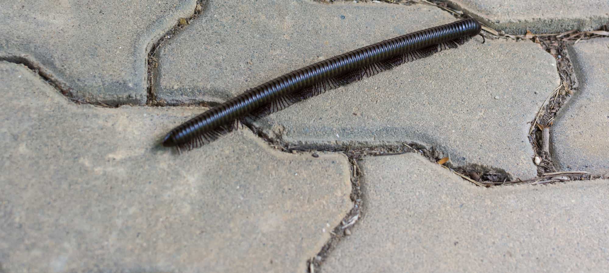 black-millipede-feature
