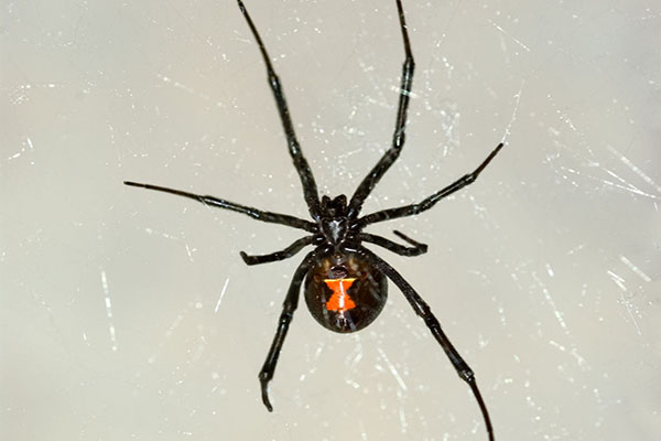 black widow