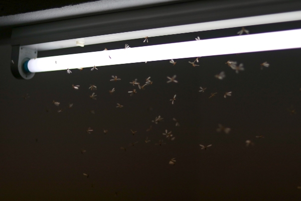 Bugs around light