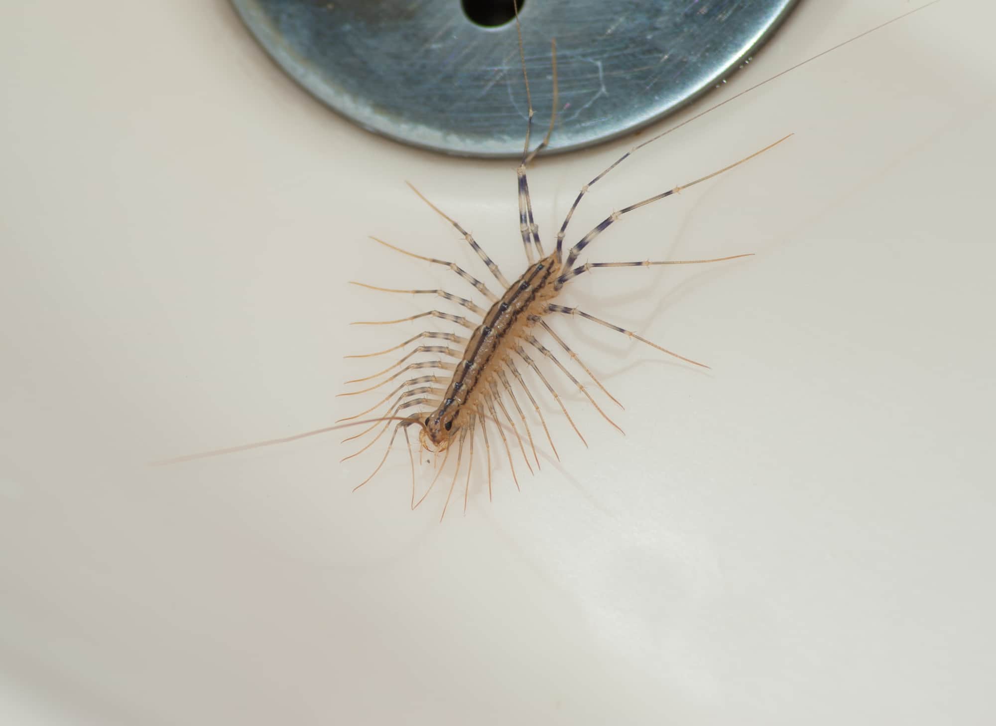 bugs-in-bathroom
