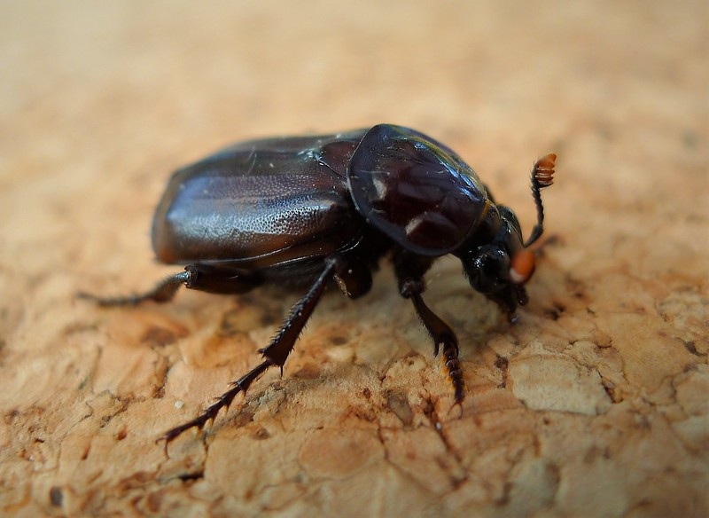 Burying beetle