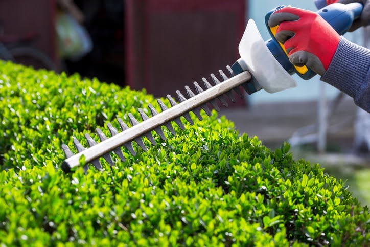 Bush trimming with hedge clippers