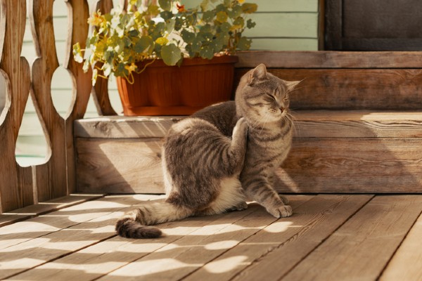 cat itching flea control