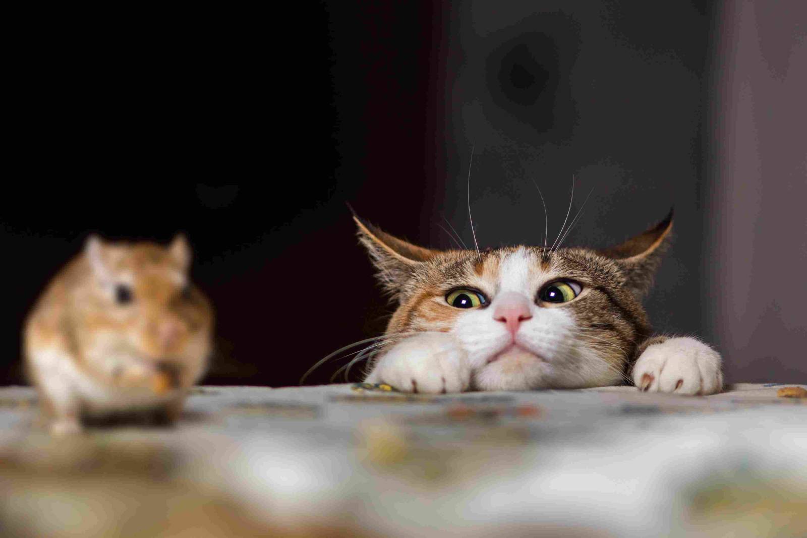 cat peering over a table at a mouse