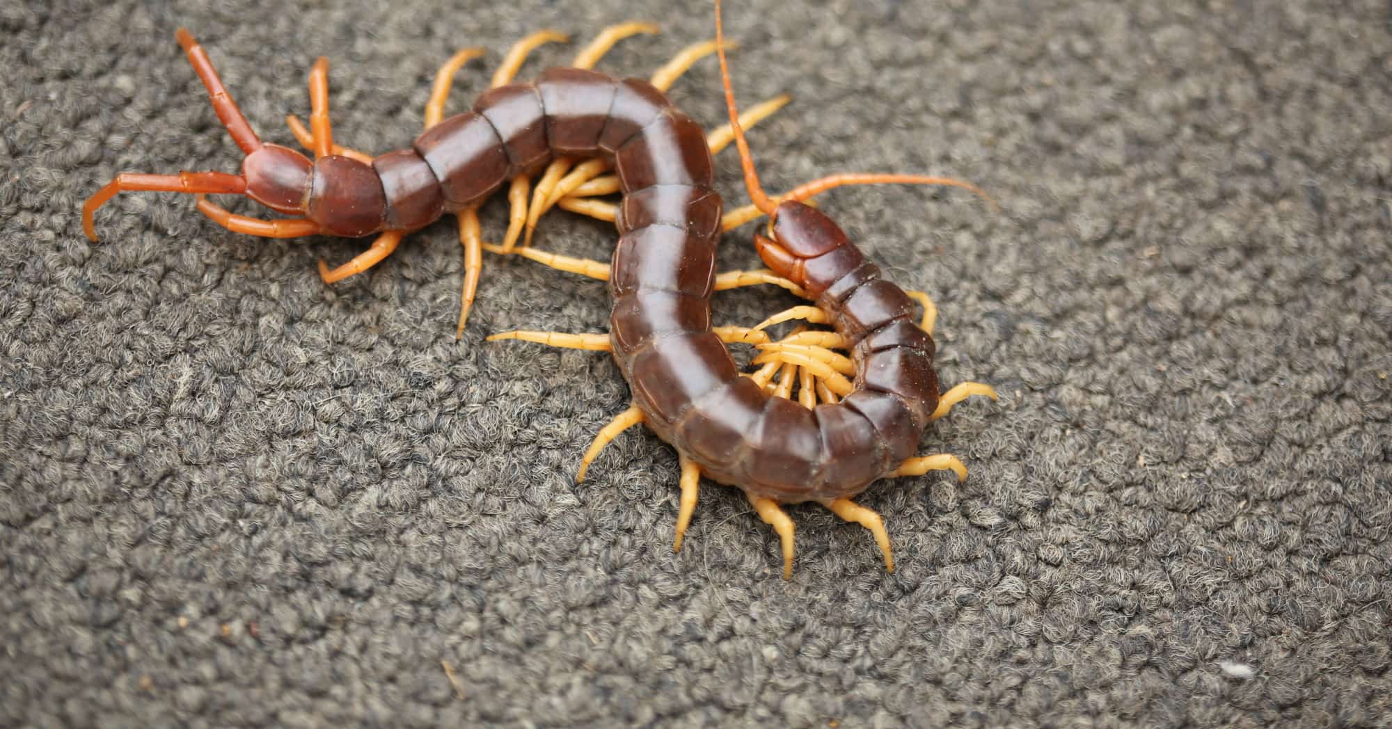 centipede-on-carpet-feature