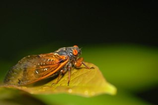 ciada on a leaf