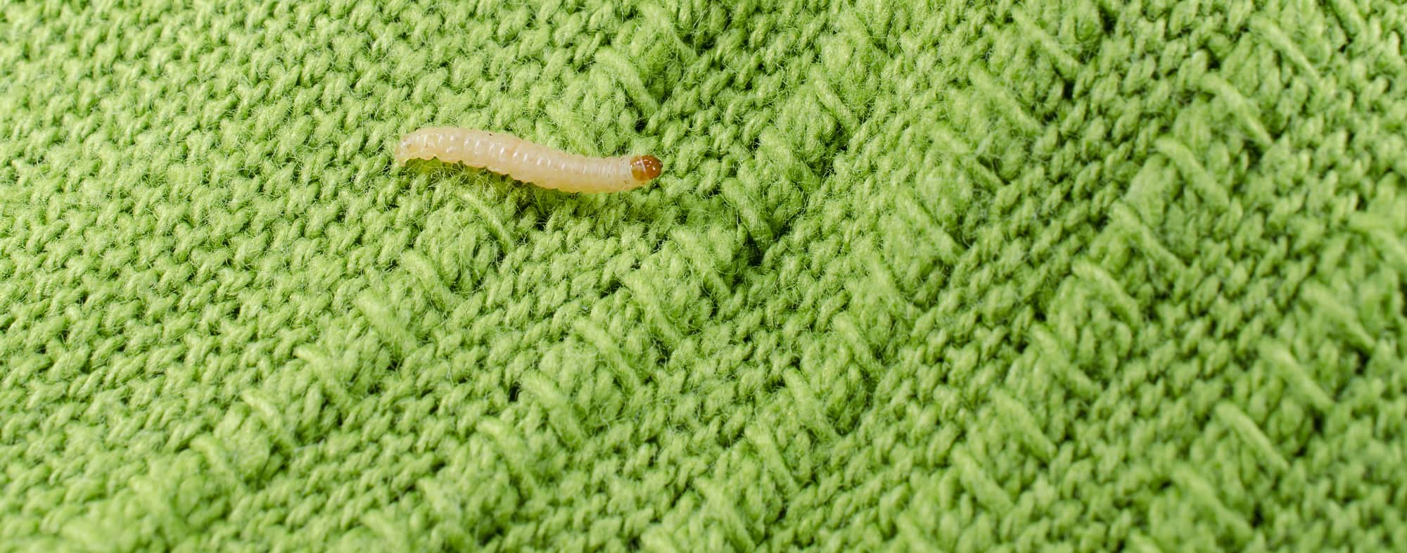 clothes-moth-larvae