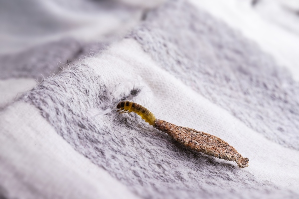 clothes moth