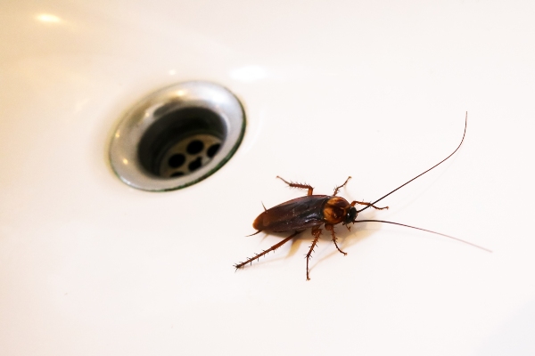 Cockroach near a sink drain