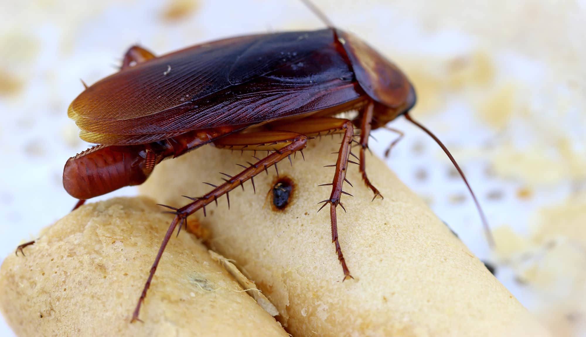 cockroach-eggs