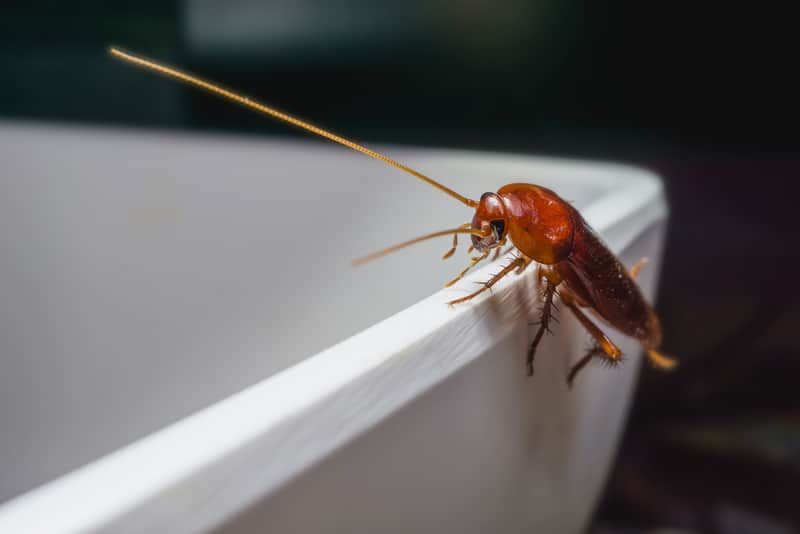 cockroach-in-hospital