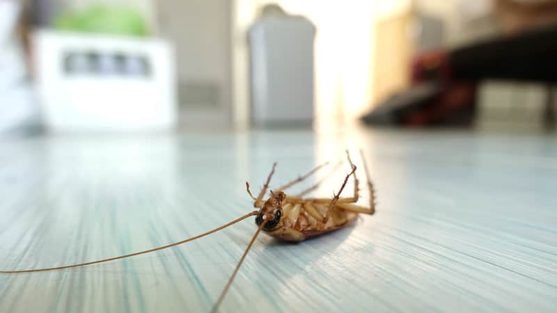 cockroach on its back
