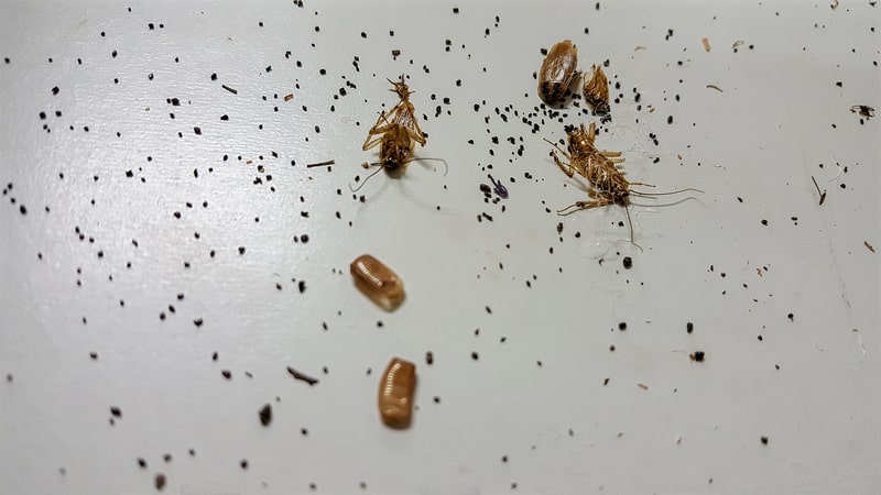 cockroach-poop