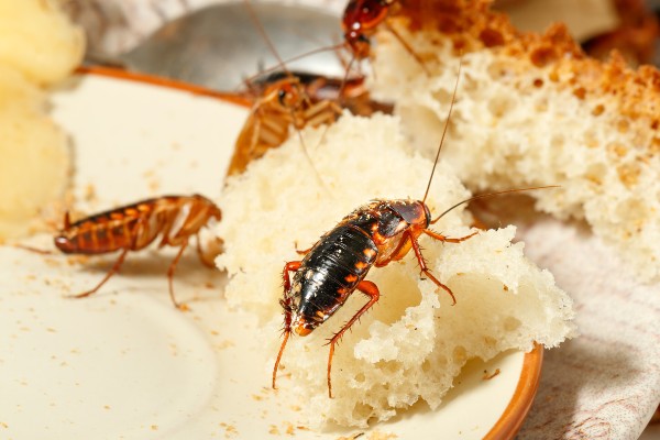 Cockroaches climbing on bread