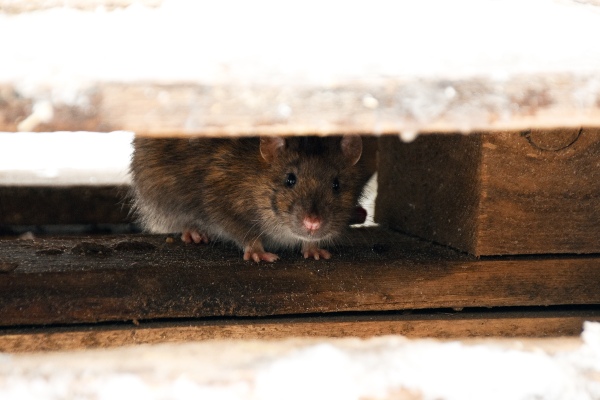 rat hiding