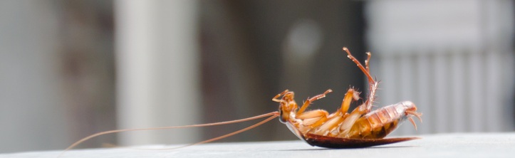 dead roach on table