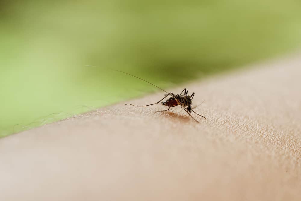 do-mosquitoes-die-after-biting