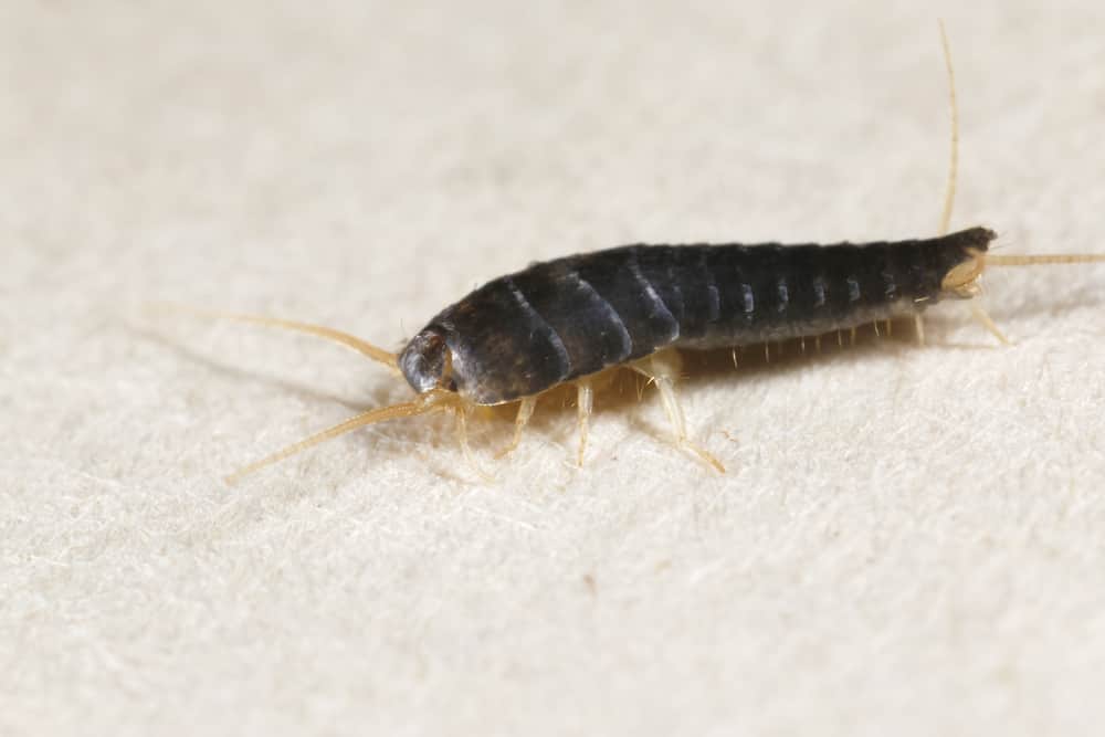 do-silverfish-live-in-drains