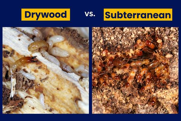 drywood vs subterranean termites