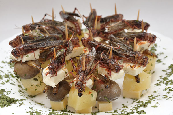 Grasshoppers as a meal