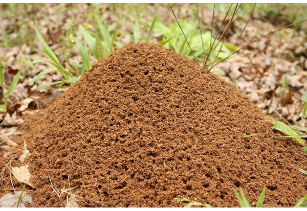 Fire Ant Mound