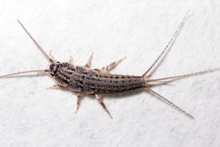 firebrat on white background