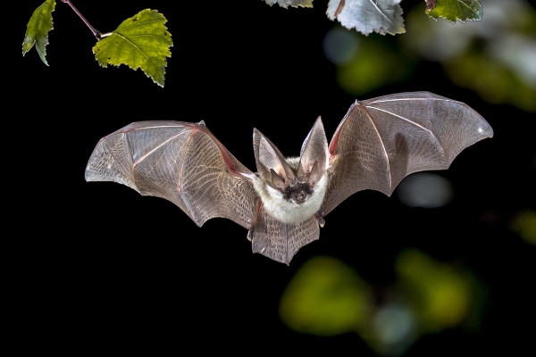 Bat flying outside